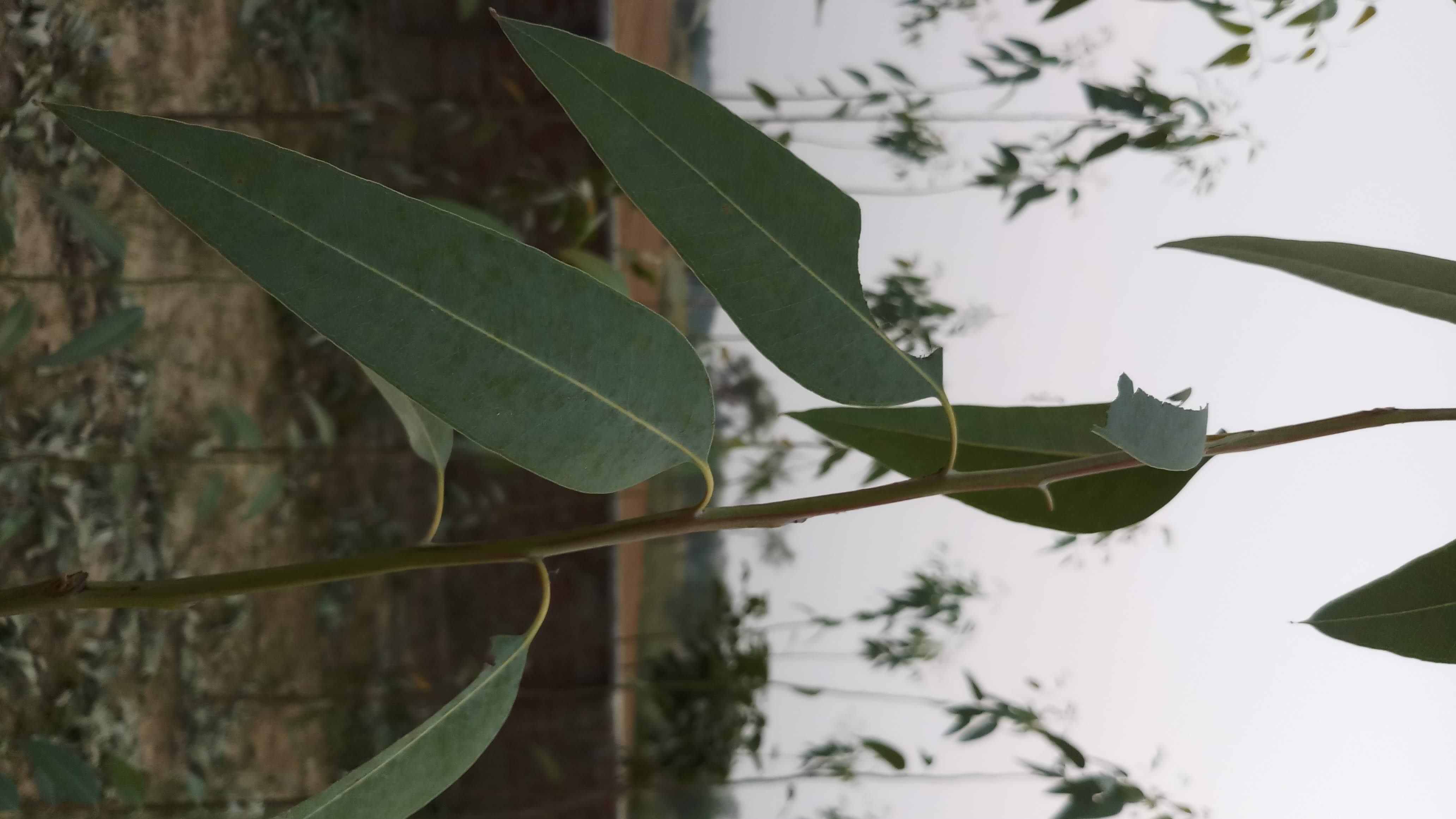 Pt. Tilak Bhanu Sharma School